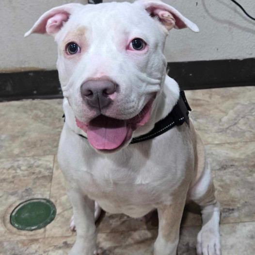 Roscoe