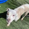 Roscoe photo 5