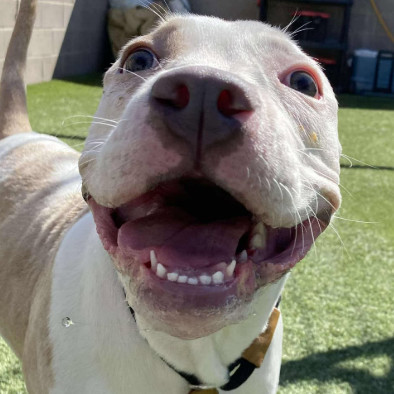 Roscoe