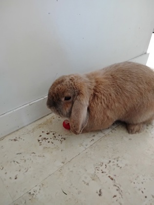 Pinou