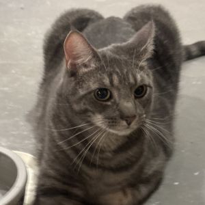 Reese&#39;s puffs, Young Male Domestic Short Hair