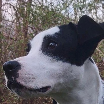 Bandit