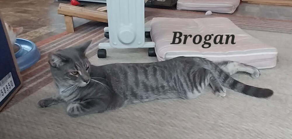 Brogan