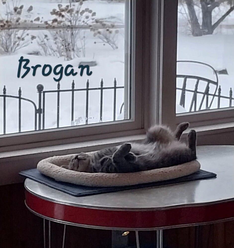 Brogan