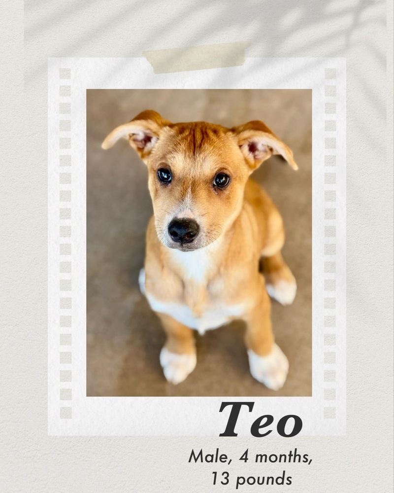 Teo