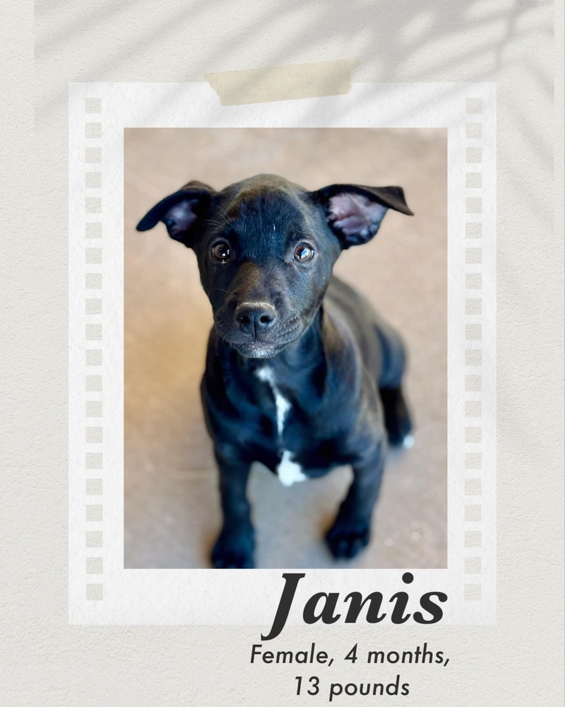 Janis