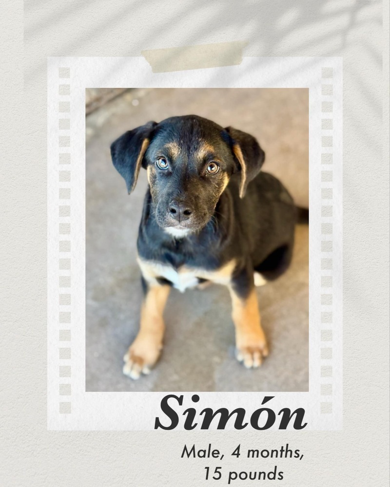 Simon