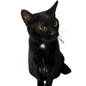 Twiggy, Adult Female unknown