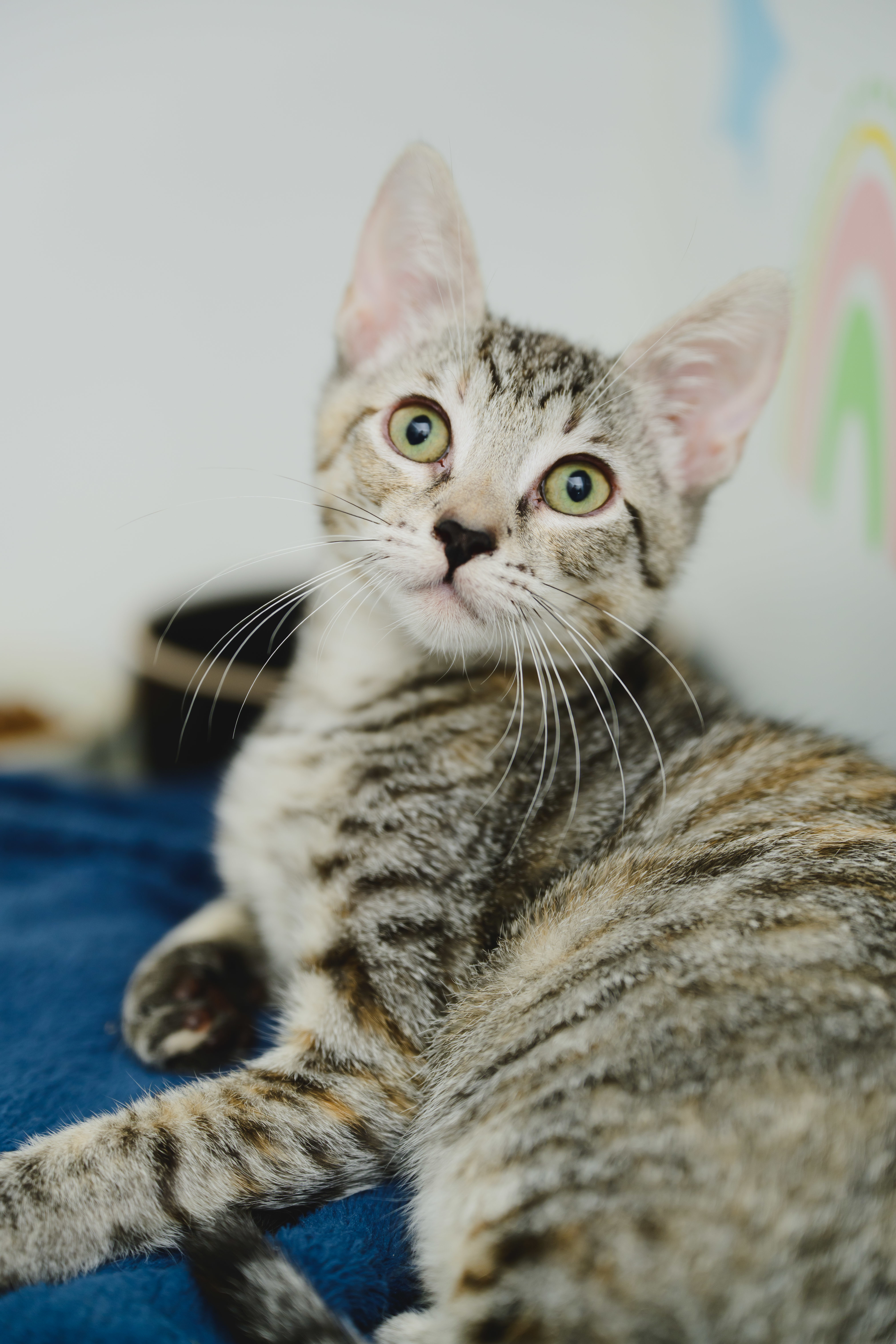 Pip (Palama Brown), an adoptable Domestic Short Hair in Honolulu, HI, 96826 | Photo Image 1