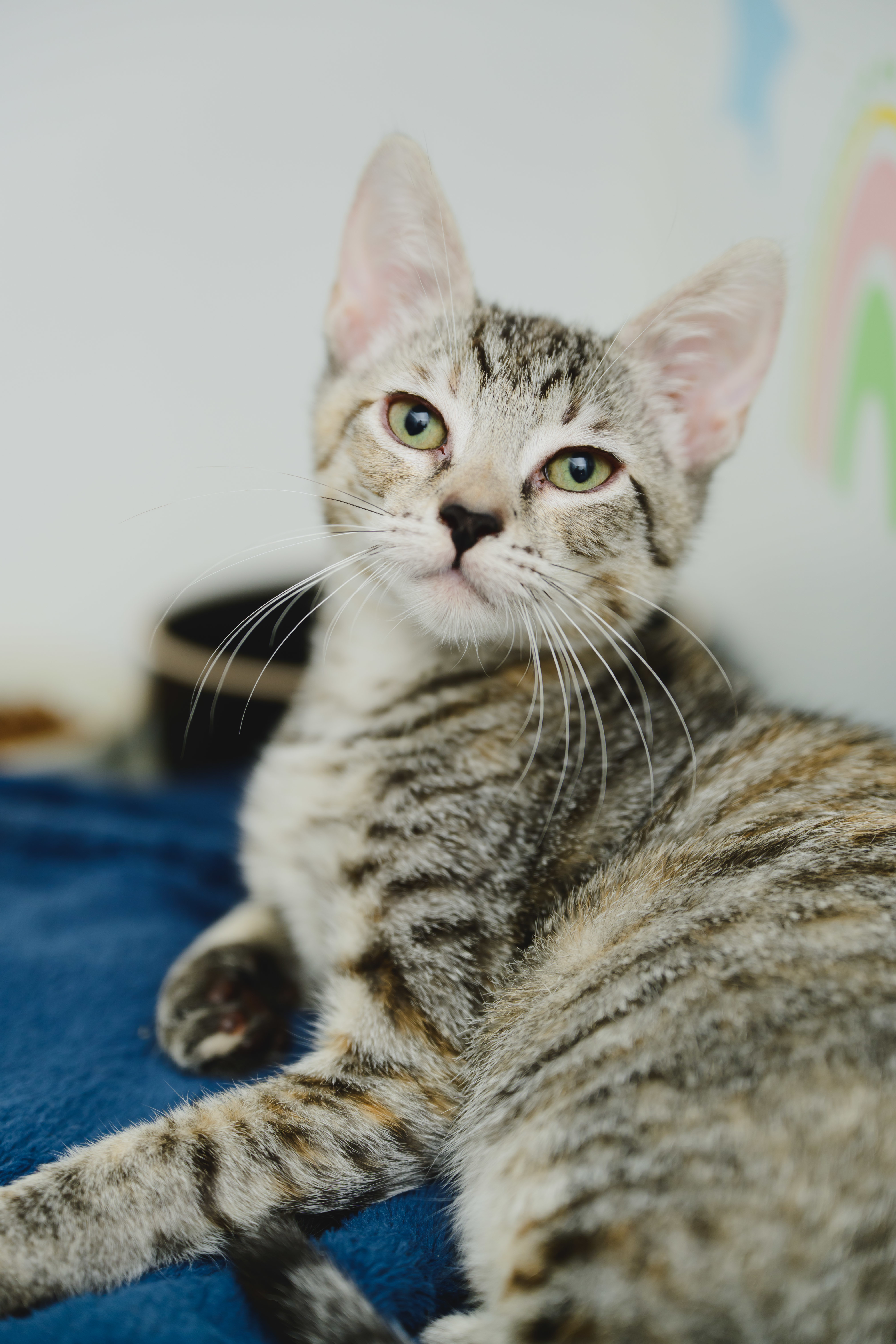 Pip (Palama Brown), an adoptable Domestic Short Hair in Honolulu, HI, 96826 | Photo Image 2