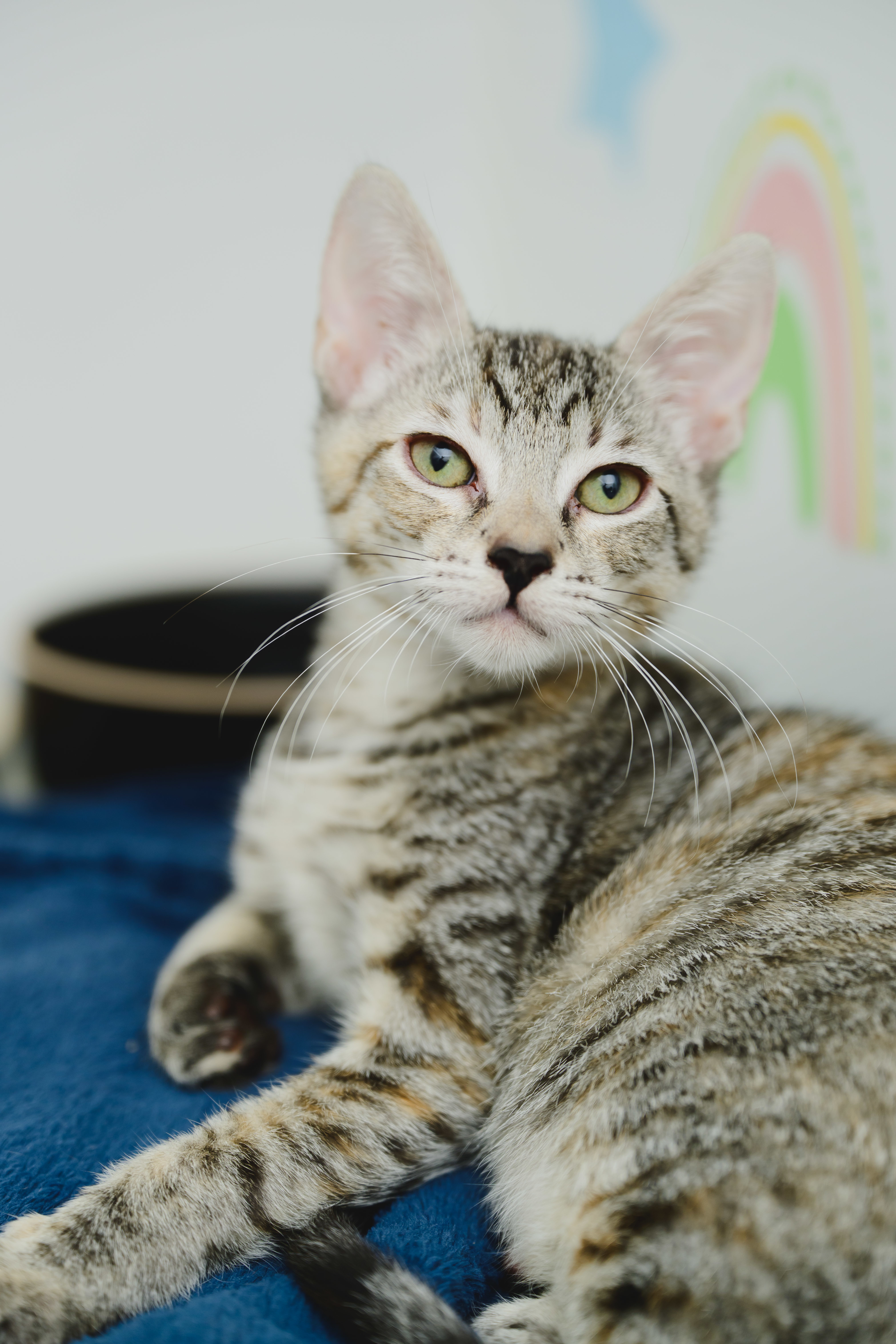 Pip (Palama Brown), an adoptable Domestic Short Hair in Honolulu, HI, 96826 | Photo Image 3