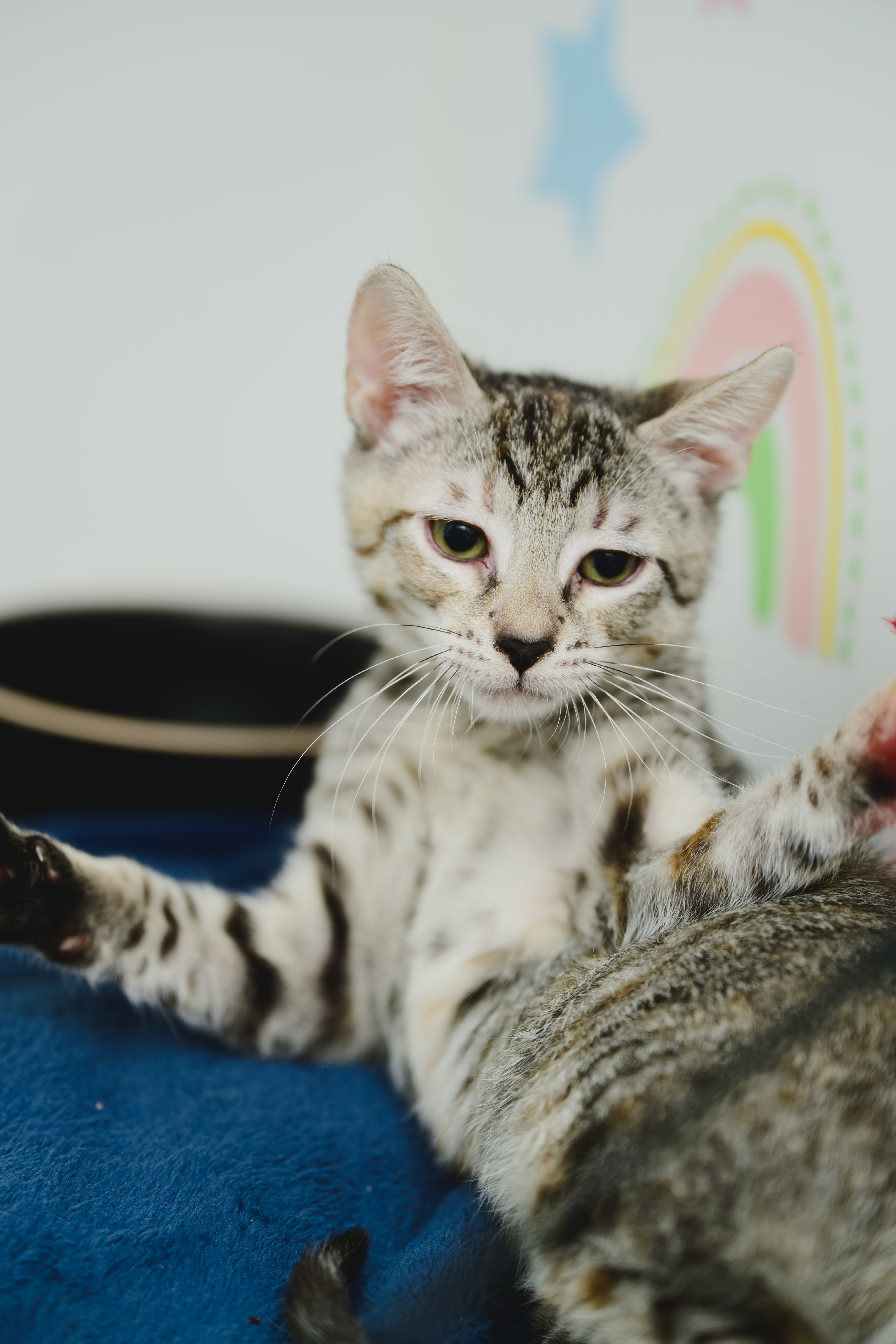 Pip (Palama Brown), an adoptable Domestic Short Hair in Honolulu, HI, 96826 | Photo Image 4