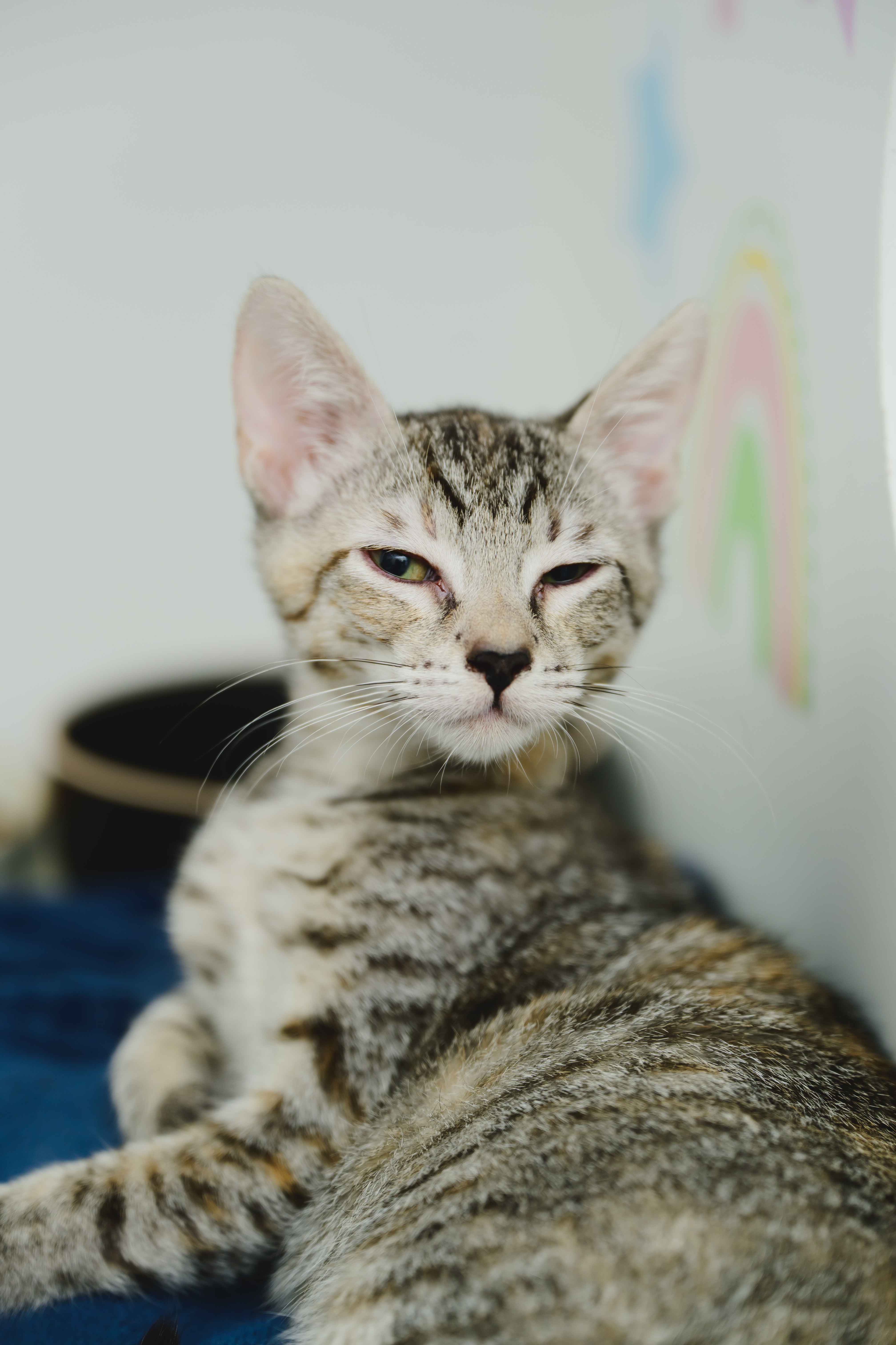 Pip (Palama Brown), an adoptable Domestic Short Hair in Honolulu, HI, 96826 | Photo Image 5