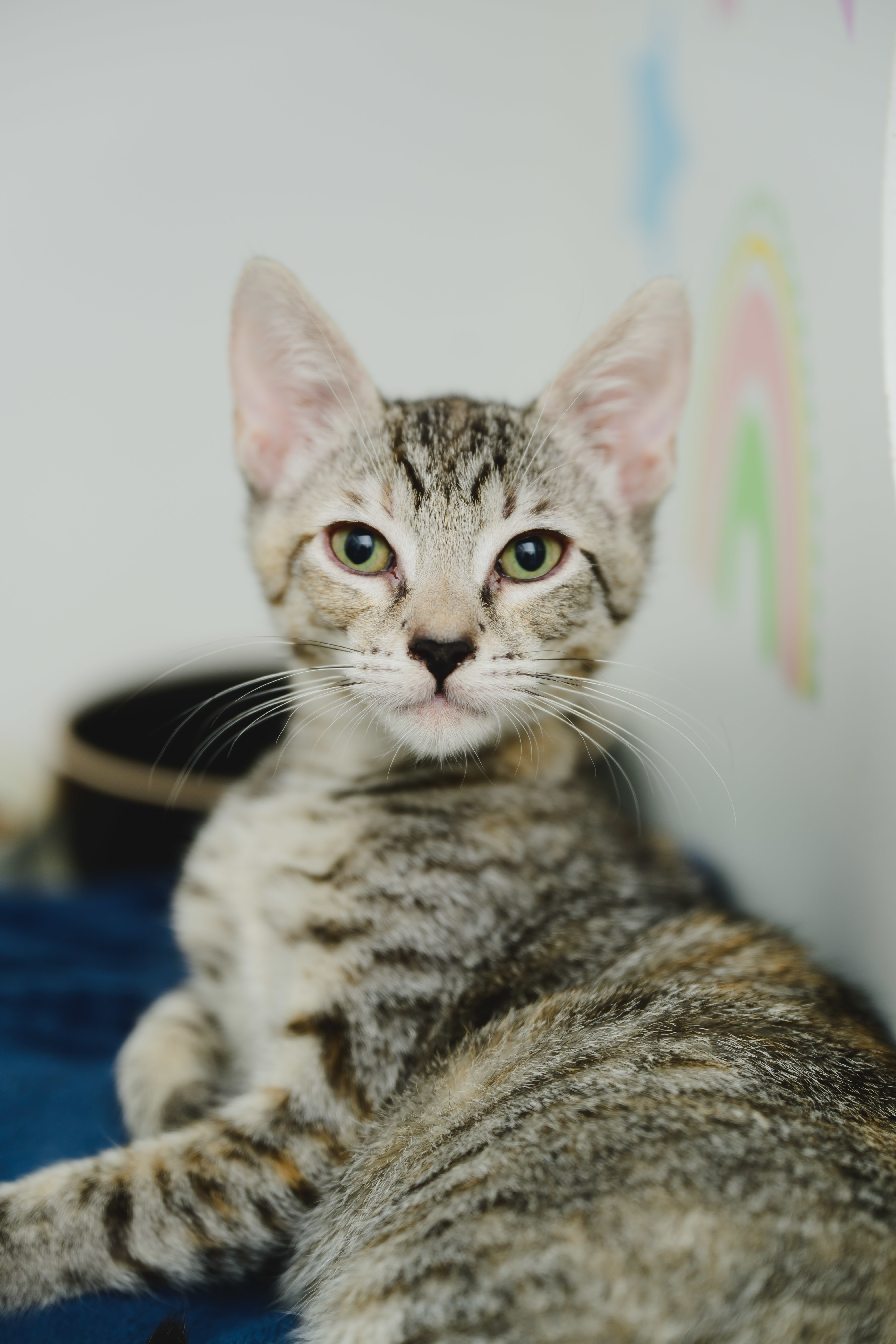 Pip (Palama Brown), an adoptable Domestic Short Hair in Honolulu, HI, 96826 | Photo Image 6