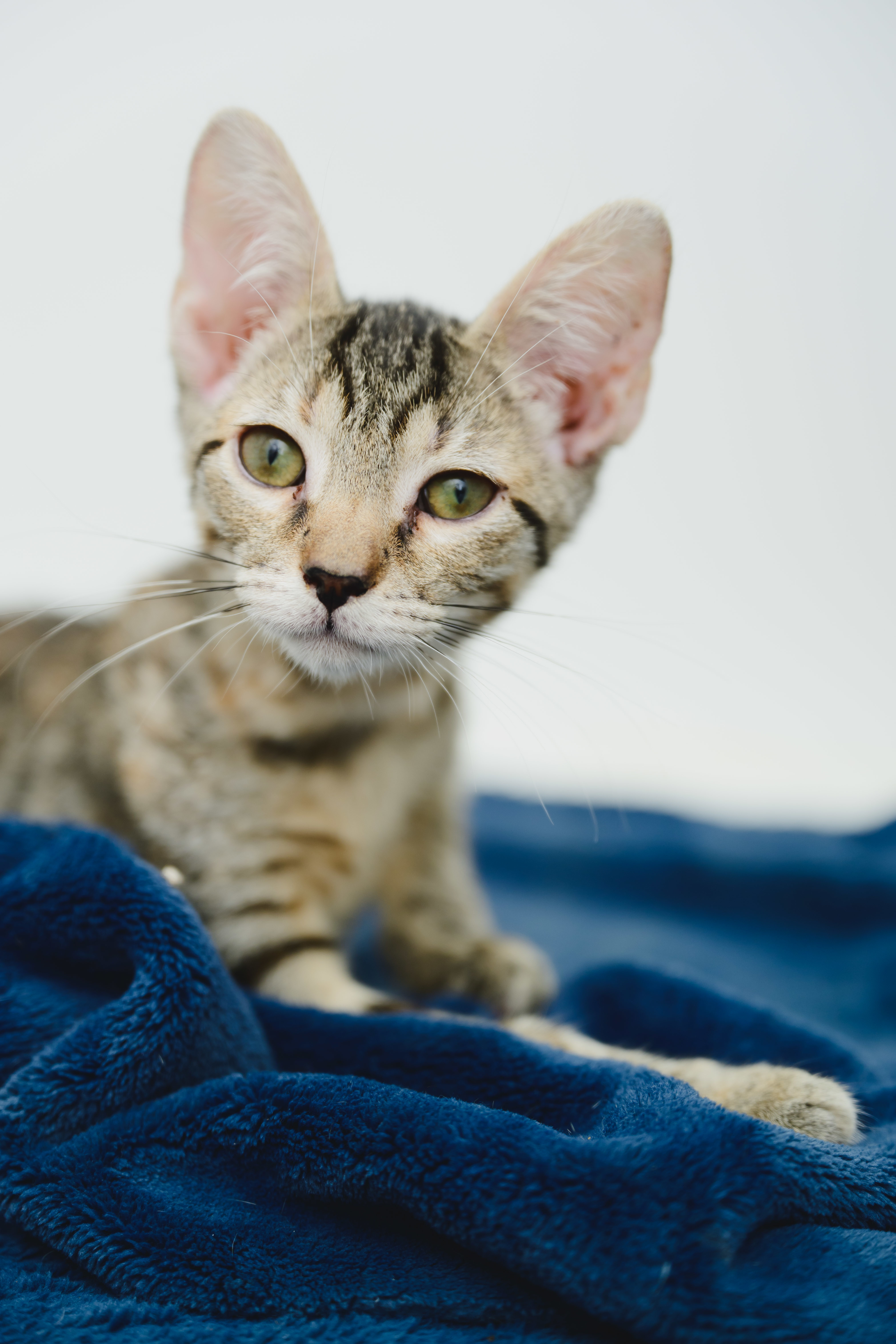 Squeak (Palama pink), an adoptable Domestic Short Hair in Honolulu, HI, 96826 | Photo Image 1