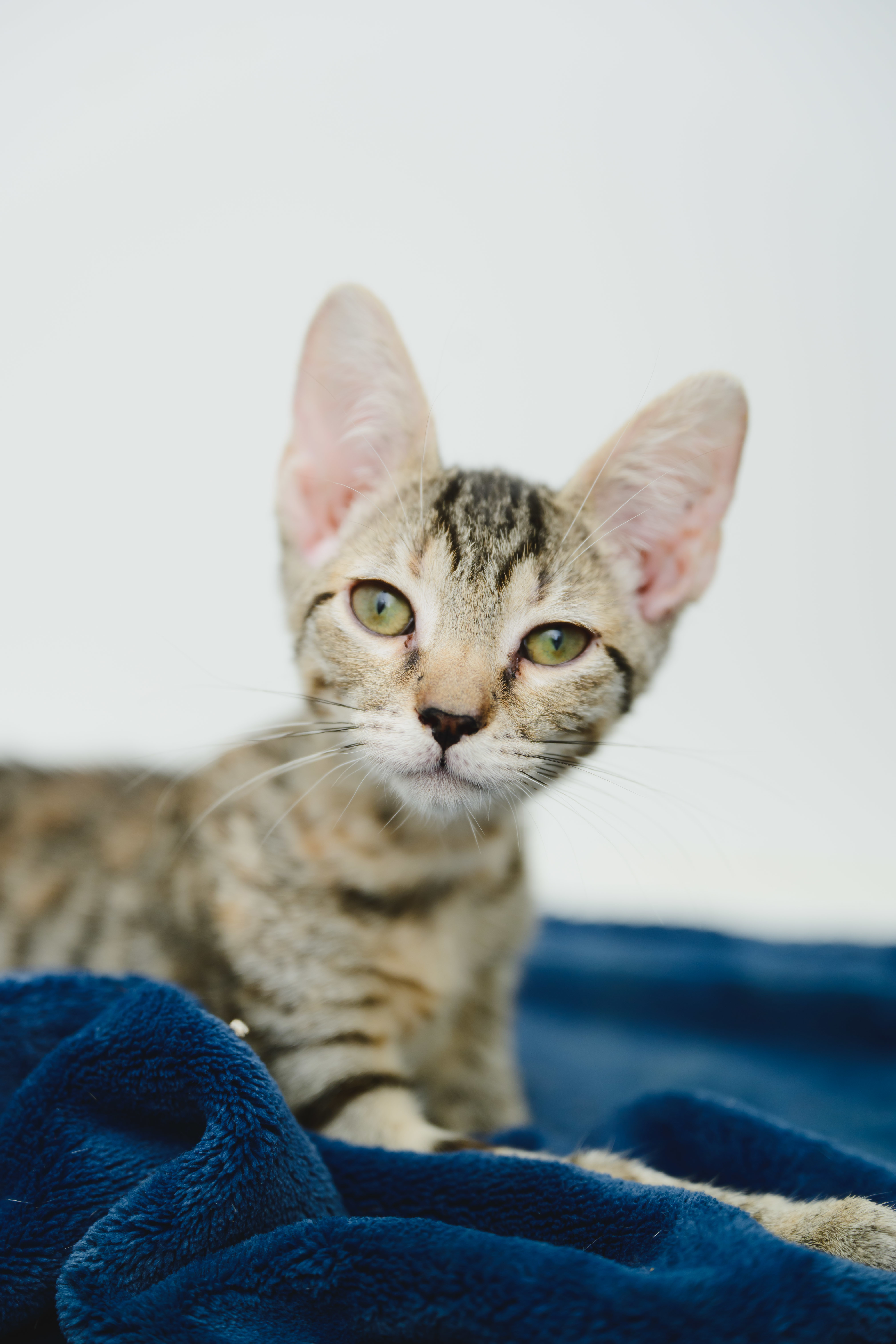 Squeak (Palama pink), an adoptable Domestic Short Hair in Honolulu, HI, 96826 | Photo Image 2