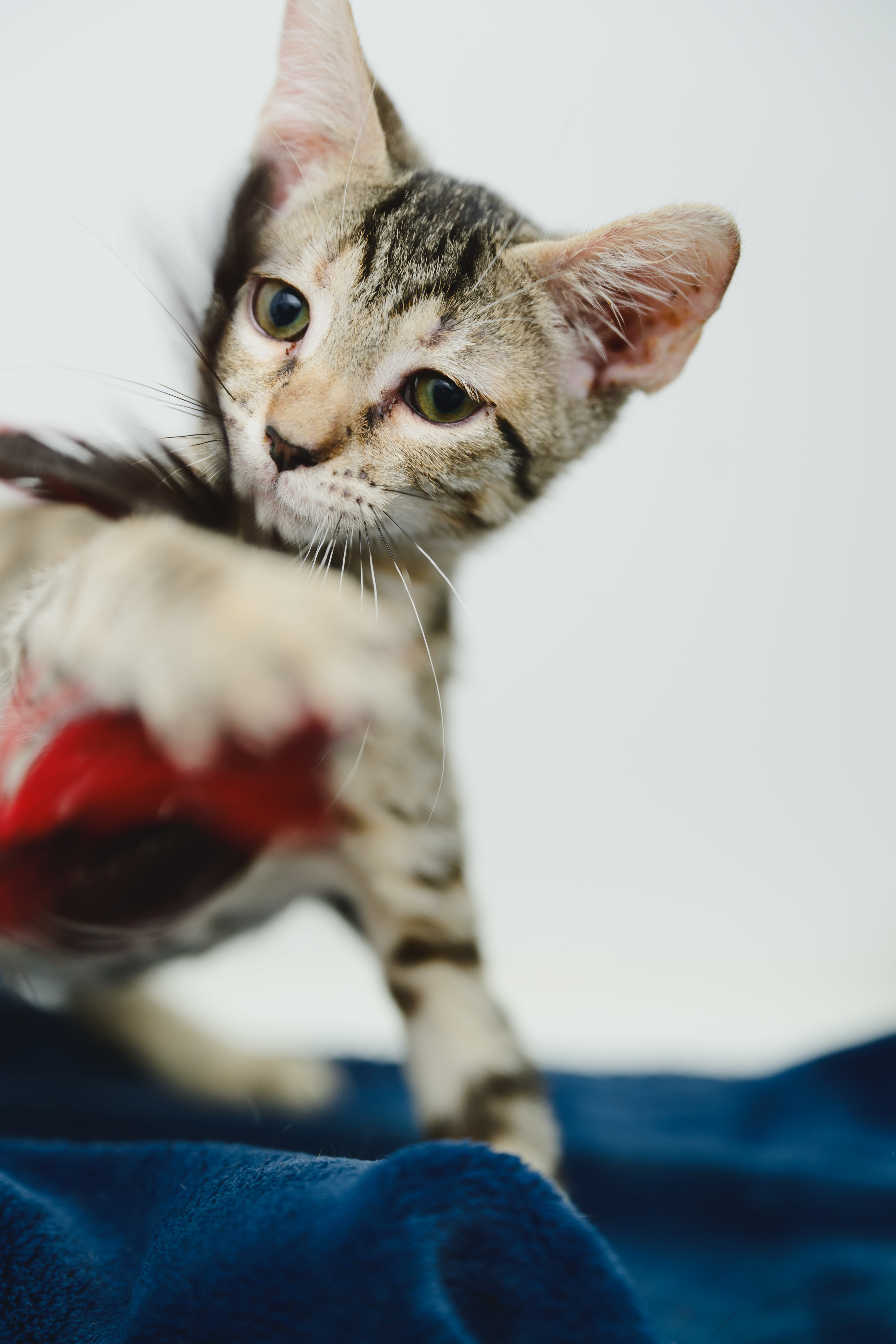 Squeak (Palama pink), an adoptable Domestic Short Hair in Honolulu, HI, 96826 | Photo Image 4