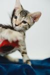 Squeak (Palama pink) photo 4