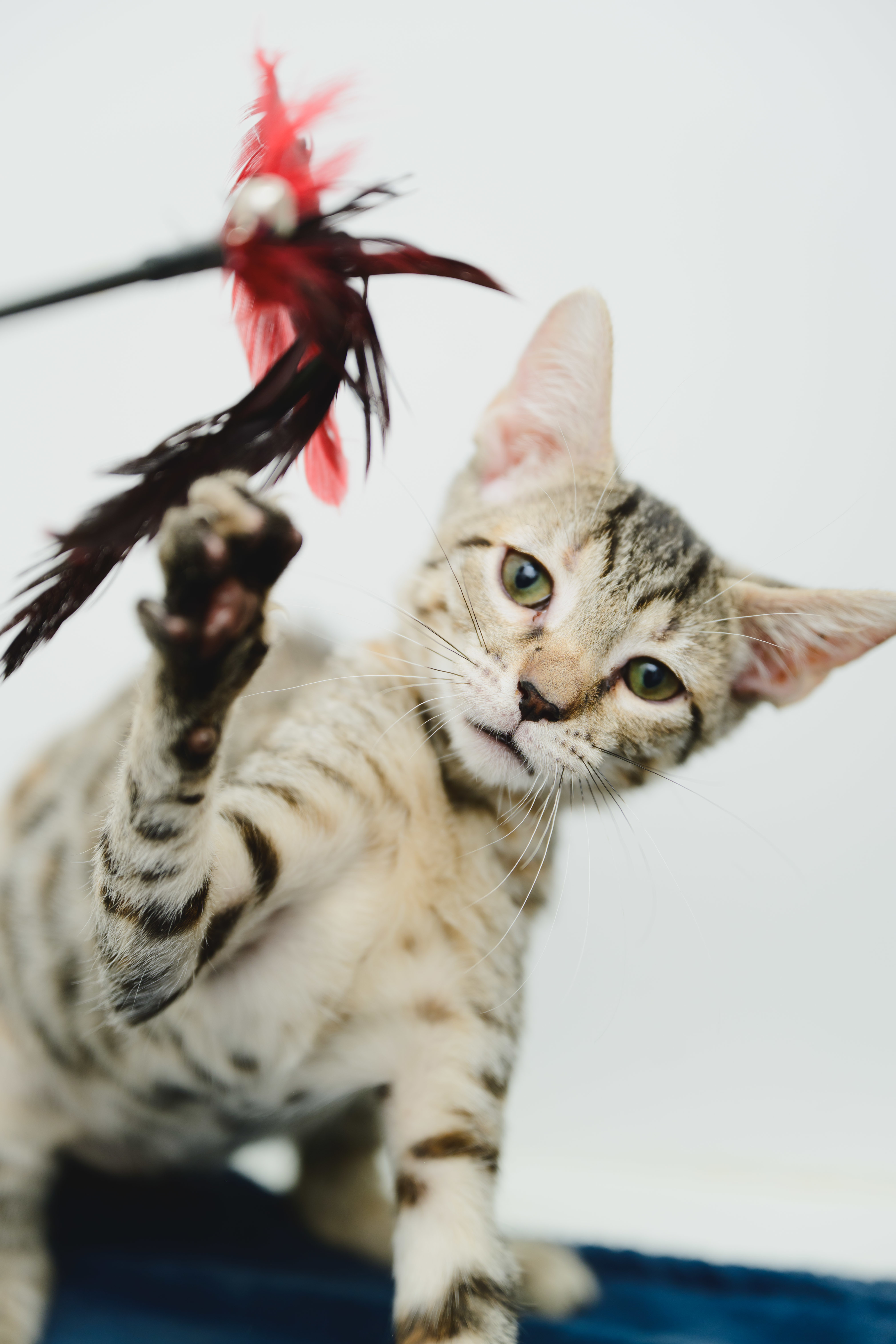 Squeak (Palama pink), an adoptable Domestic Short Hair in Honolulu, HI, 96826 | Photo Image 5