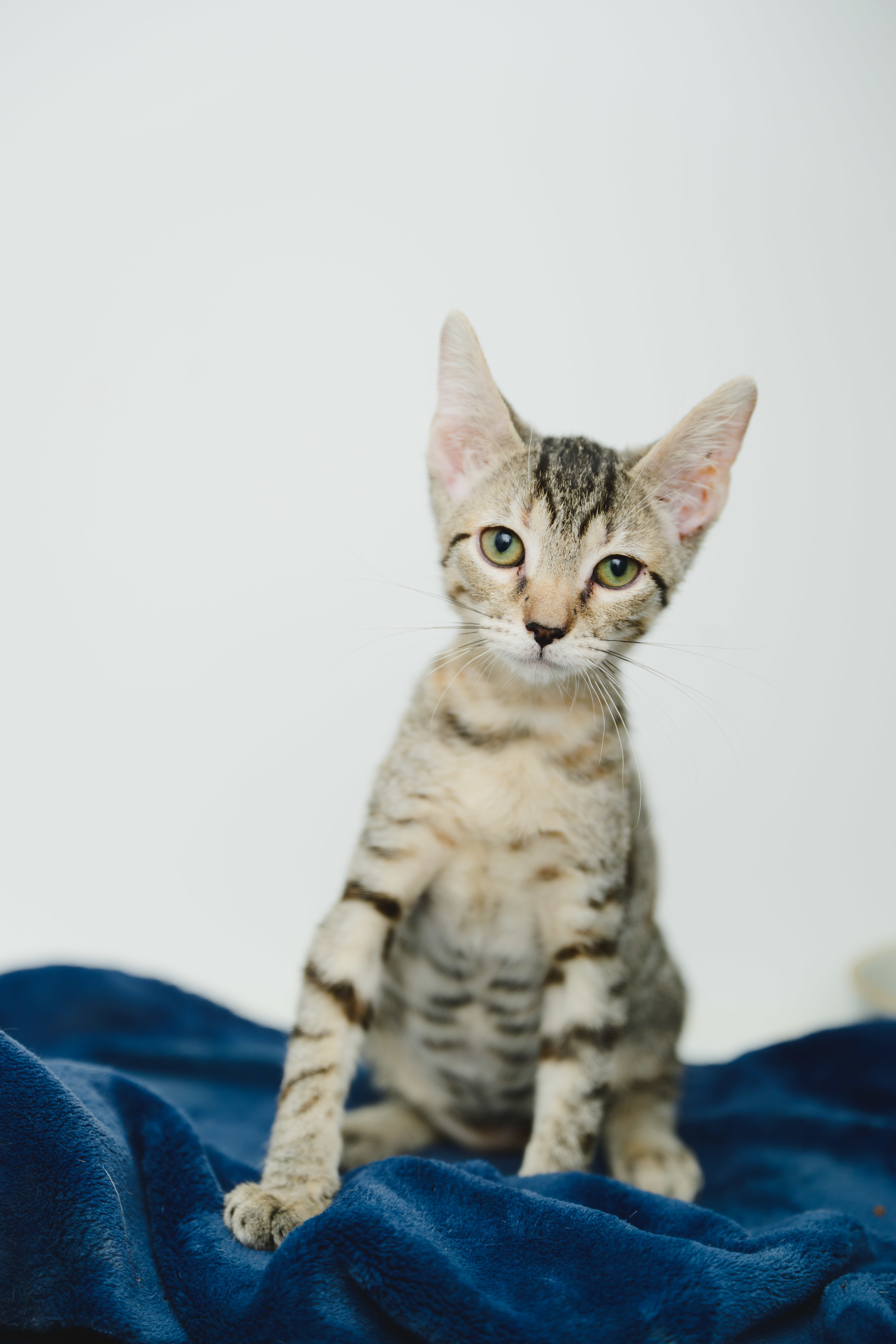 Squeak (Palama pink), an adoptable Domestic Short Hair in Honolulu, HI, 96826 | Photo Image 6