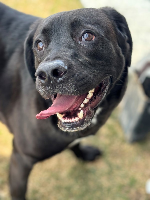 Doopey 38346, an adoptable Labrador Retriever in Pocatello, ID, 83205 | Photo Image 1