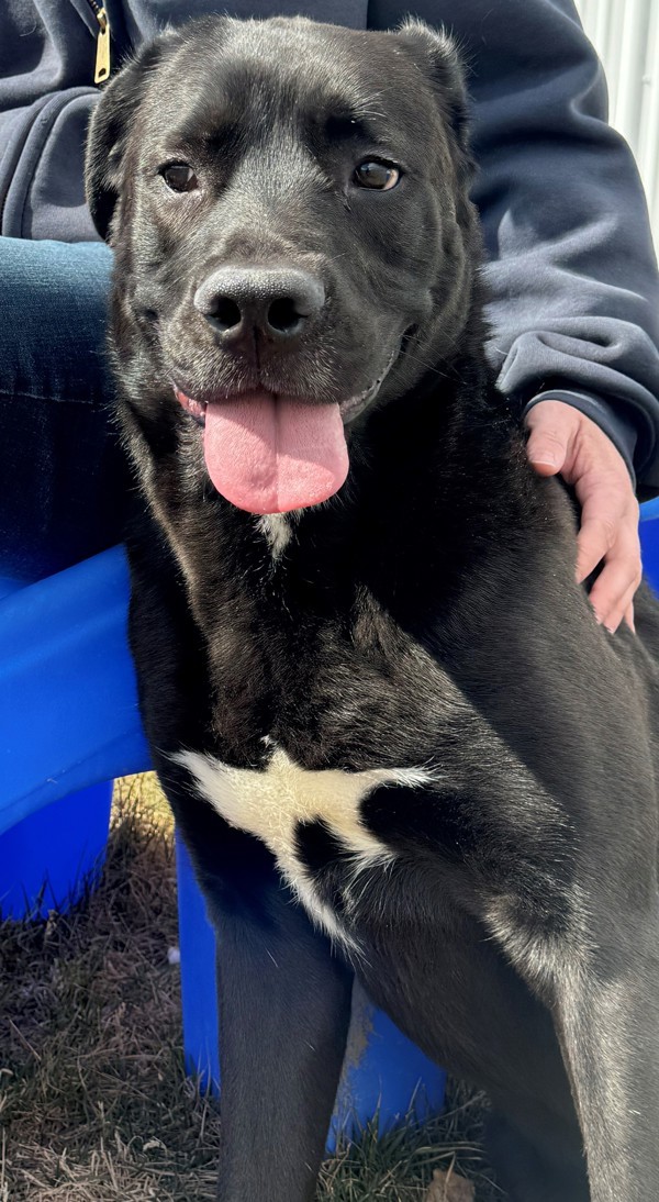 Doopey 38346, an adoptable Labrador Retriever in Pocatello, ID, 83205 | Photo Image 2