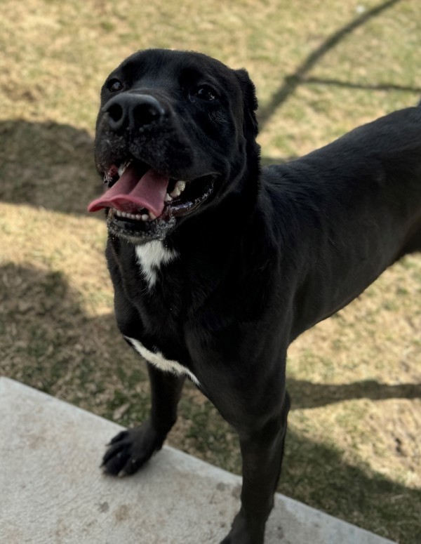 Doopey 38346, an adoptable Labrador Retriever in Pocatello, ID, 83205 | Photo Image 3
