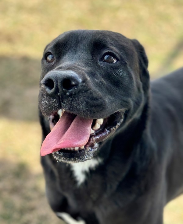 Doopey 38346, an adoptable Labrador Retriever in Pocatello, ID, 83205 | Photo Image 4
