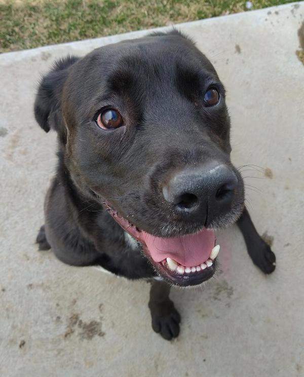 Doopey 38346, an adoptable Labrador Retriever in Pocatello, ID, 83205 | Photo Image 5