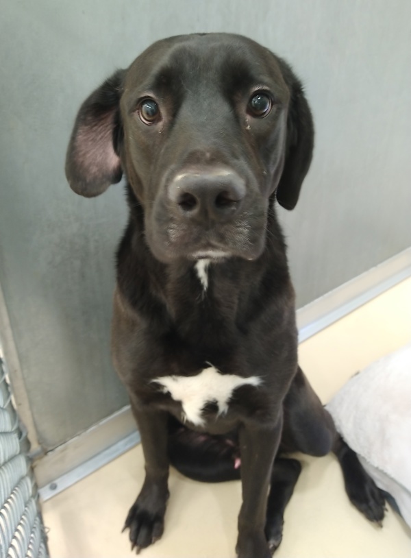 Doopey 38346, an adoptable Labrador Retriever in Pocatello, ID, 83205 | Photo Image 6