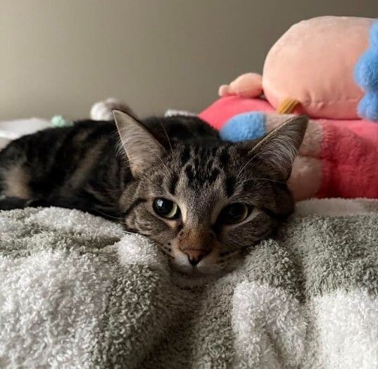 Tigger, an adoptable Domestic Short Hair in Yankton, SD, 57078 | Photo Image 1