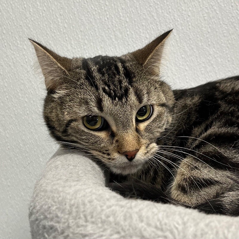 Tigger, an adoptable Domestic Short Hair in Yankton, SD, 57078 | Photo Image 2