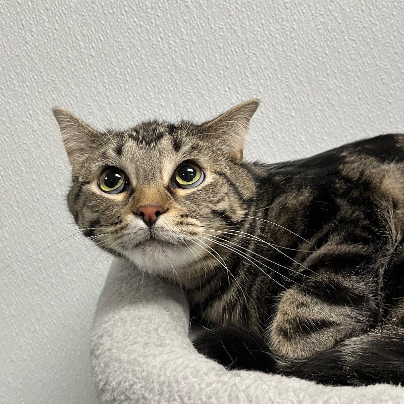 Tigger, an adoptable Domestic Short Hair in Yankton, SD, 57078 | Photo Image 3