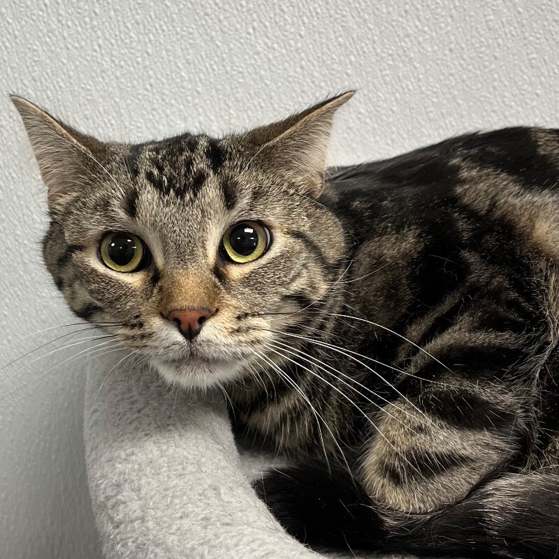 Tigger, an adoptable Domestic Short Hair in Yankton, SD, 57078 | Photo Image 4
