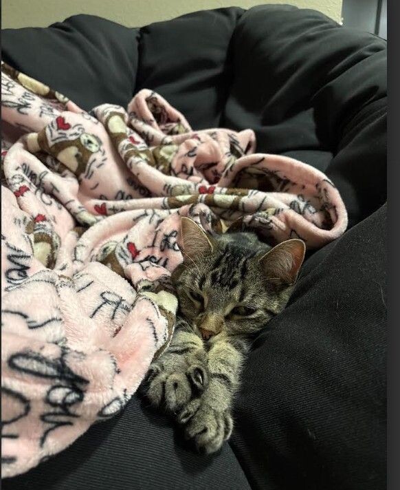 Tigger, an adoptable Domestic Short Hair in Yankton, SD, 57078 | Photo Image 5