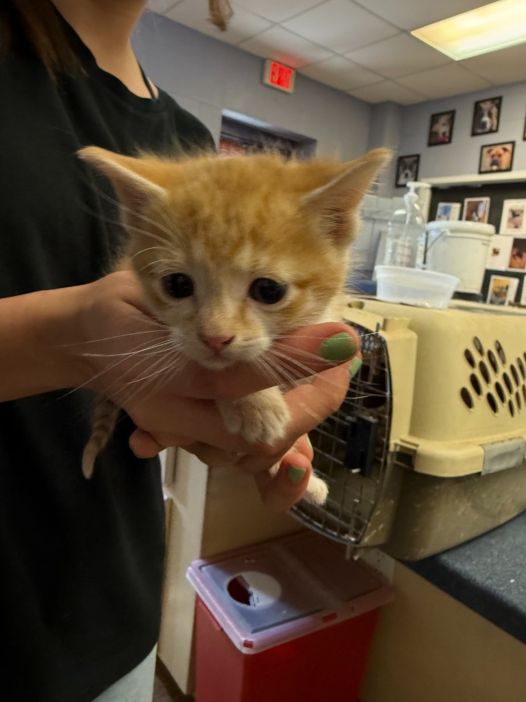 Squidward, an adoptable Domestic Short Hair in Brownwood, TX, 76801 | Photo Image 1