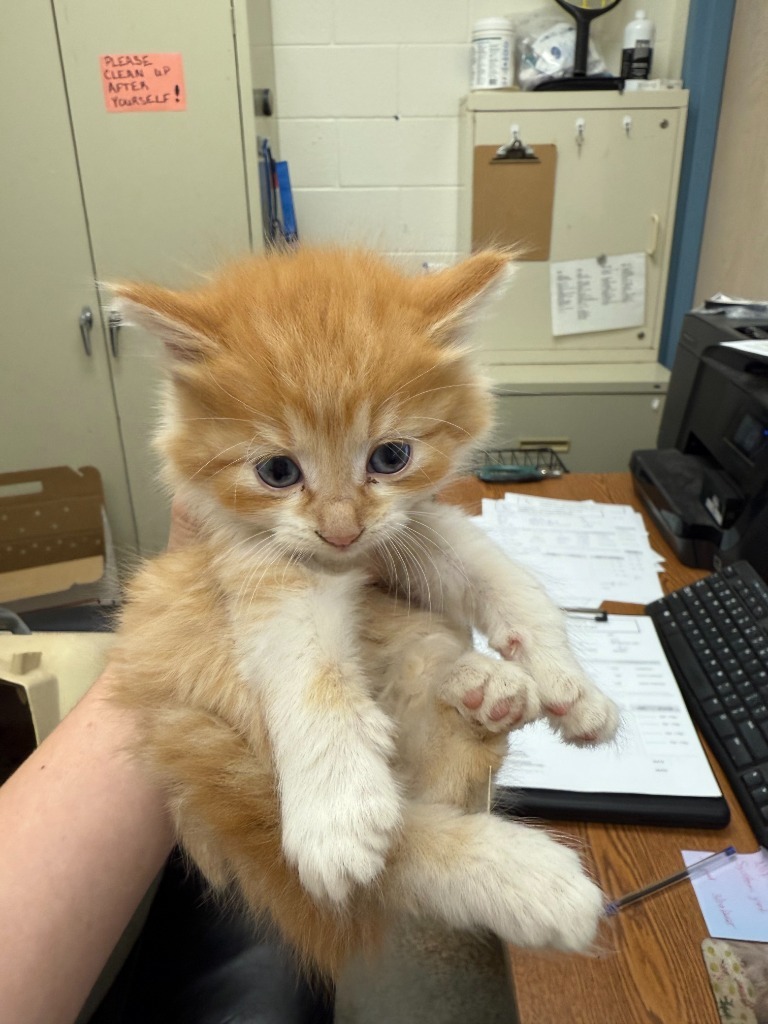 Patrick, an adoptable Domestic Short Hair in Brownwood, TX, 76801 | Photo Image 1