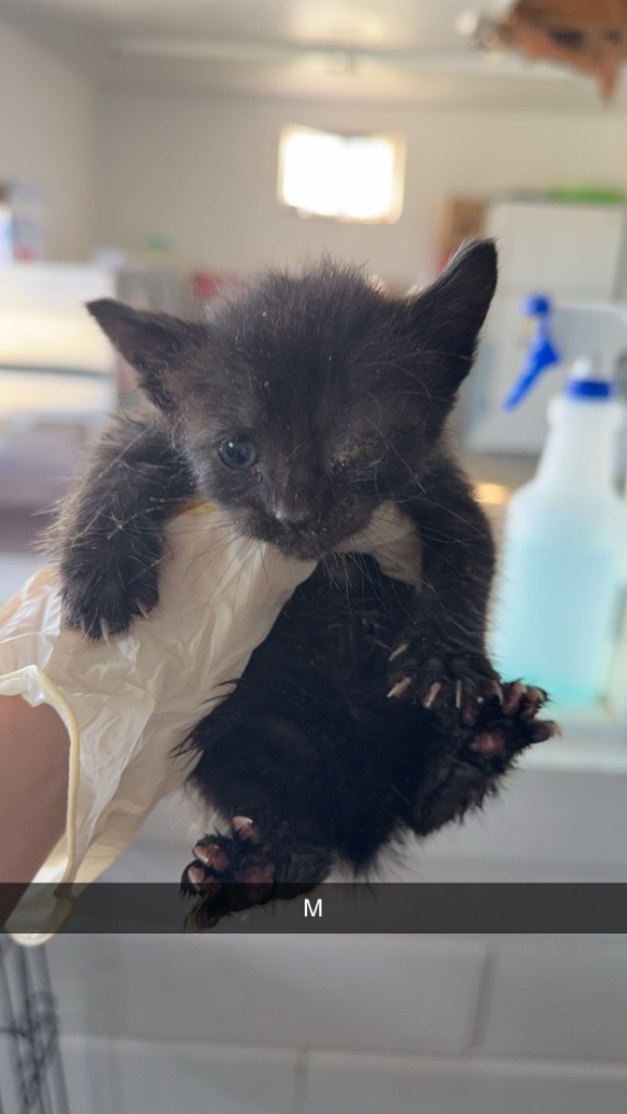 Merlin
