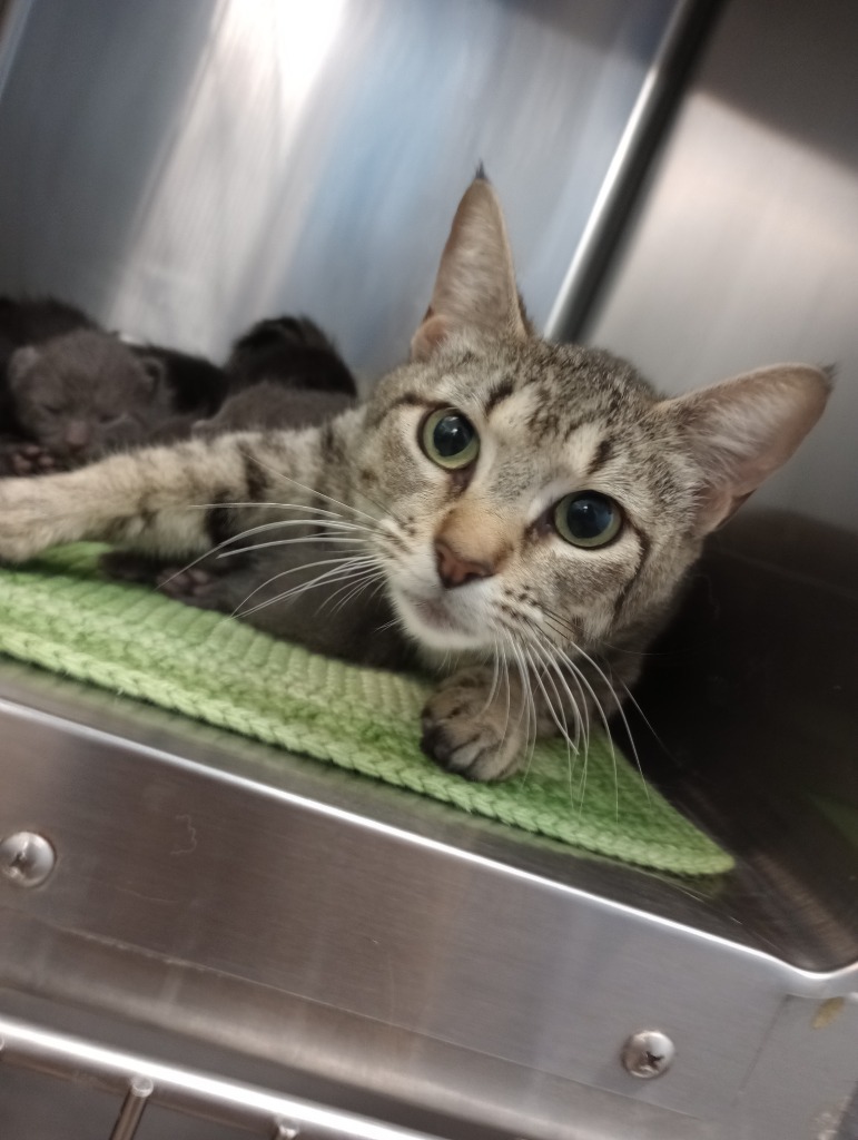 Marge, an adoptable Domestic Short Hair in Brownwood, TX, 76801 | Photo Image 1