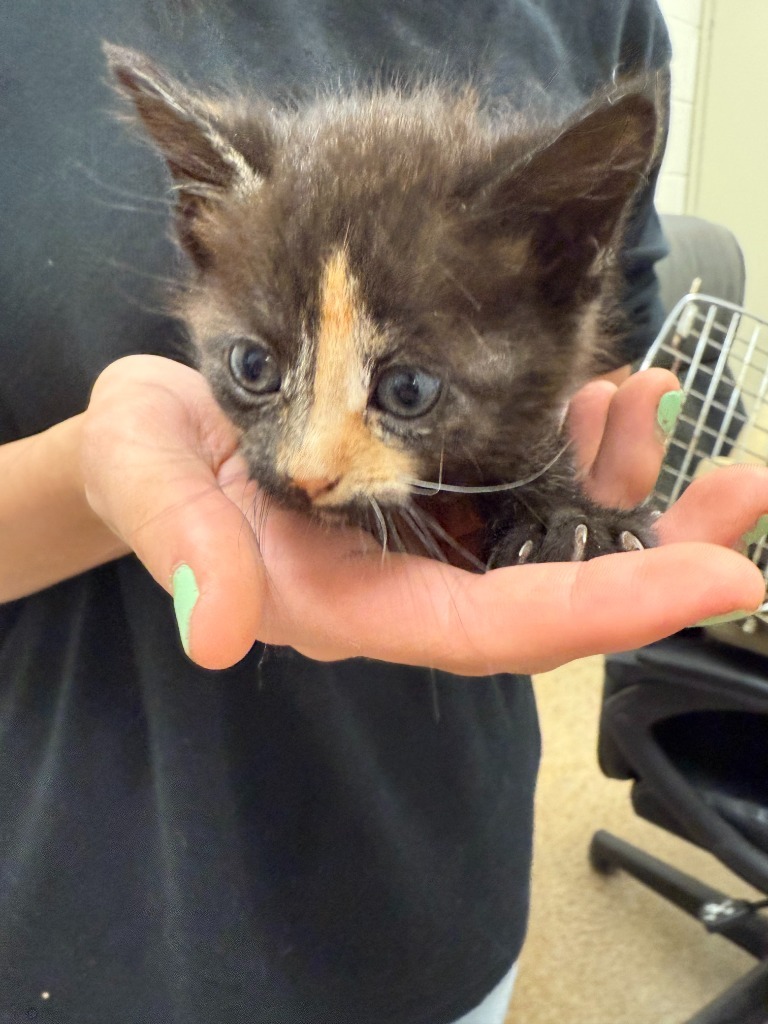 Pearl, an adoptable Domestic Short Hair in Brownwood, TX, 76801 | Photo Image 1
