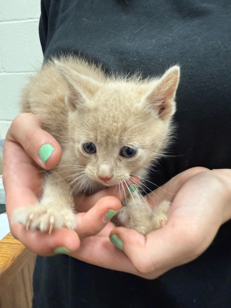 Plankton, an adoptable Domestic Short Hair in Brownwood, TX, 76801 | Photo Image 1
