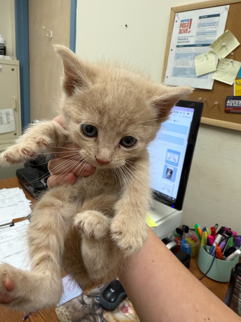 Spongebob, an adoptable Domestic Short Hair in Brownwood, TX, 76801 | Photo Image 1