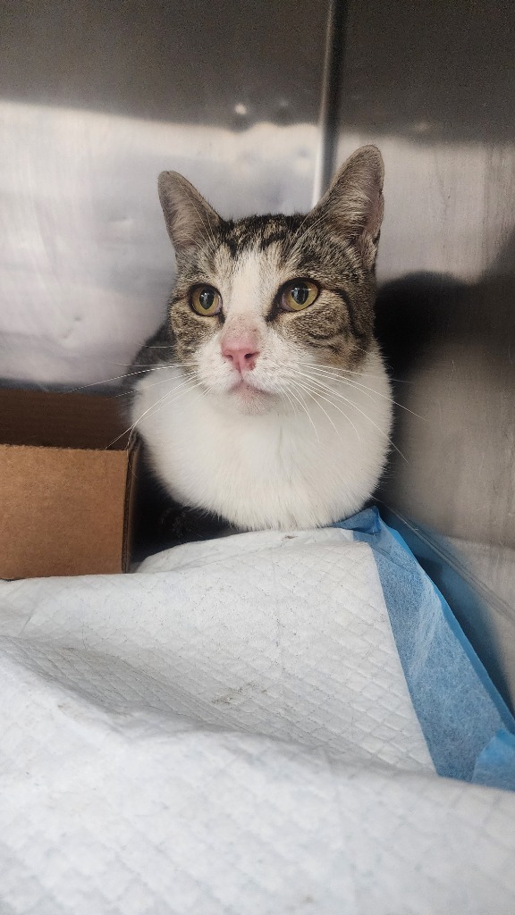 Moe, an adoptable Domestic Short Hair in Brownwood, TX, 76801 | Photo Image 1