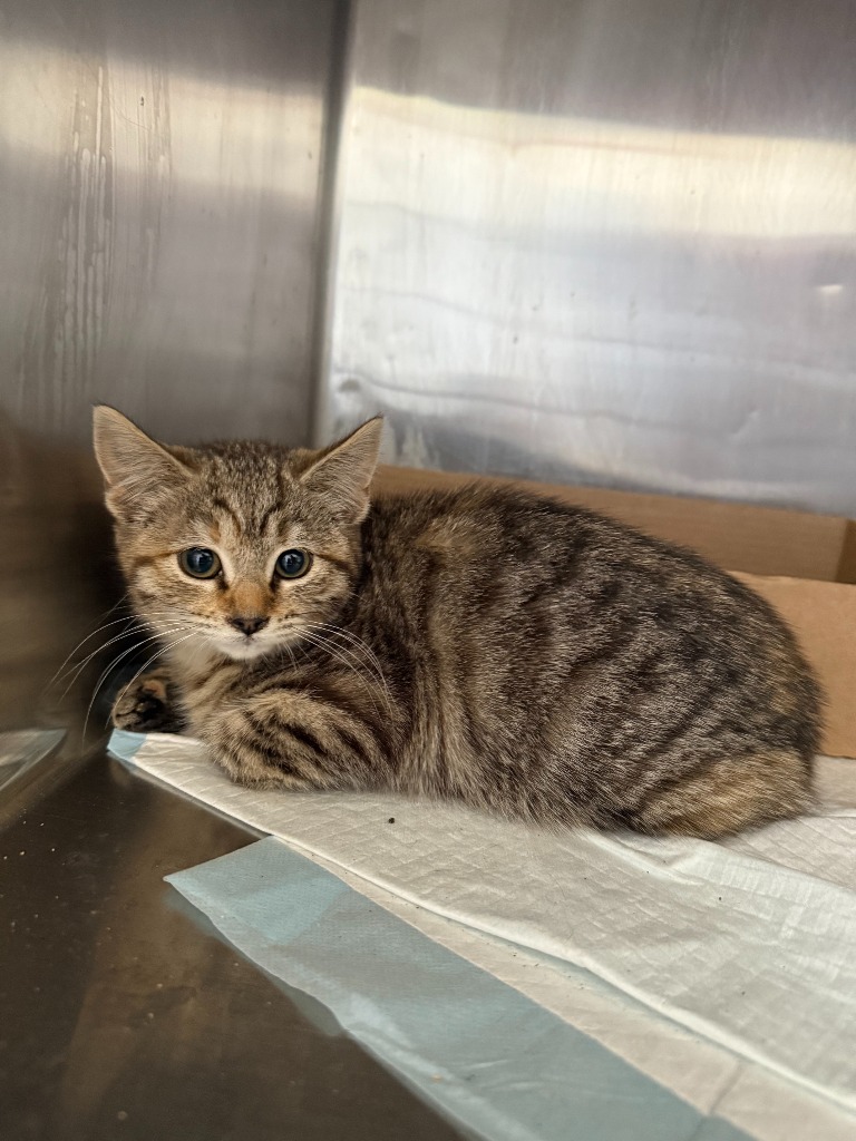 Tac, an adoptable Domestic Short Hair in Brownwood, TX, 76801 | Photo Image 1