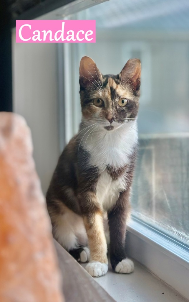 Candace, an adoptable Domestic Short Hair in Hoover , AL, 35226 | Photo Image 1