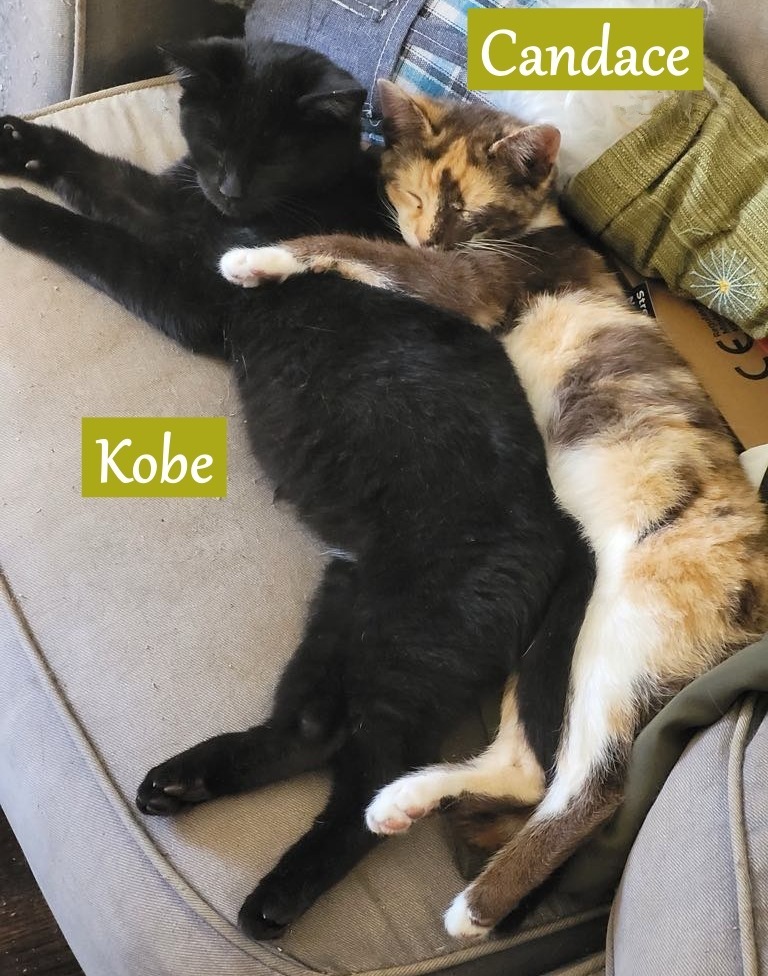 Candace, an adoptable Domestic Short Hair in Hoover , AL, 35226 | Photo Image 2