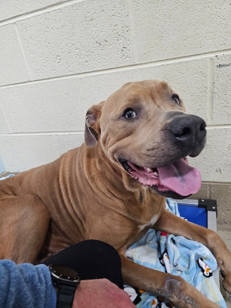 Bronson