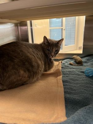 EVANGELINE, Adult Female Domestic Short Hair