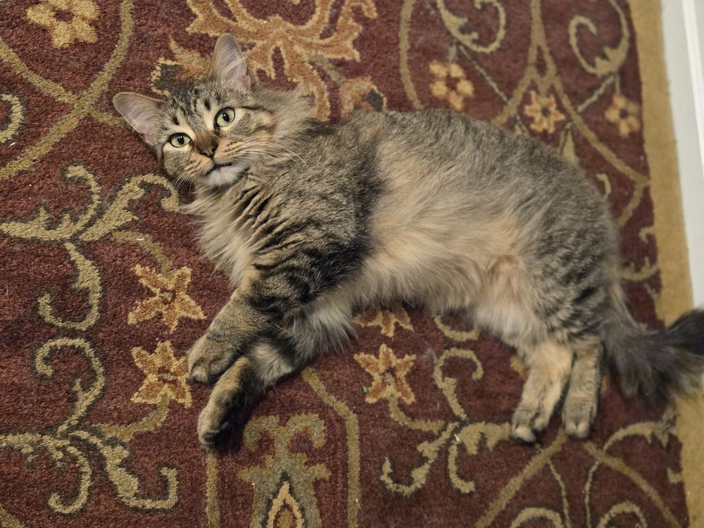 Almond 0355