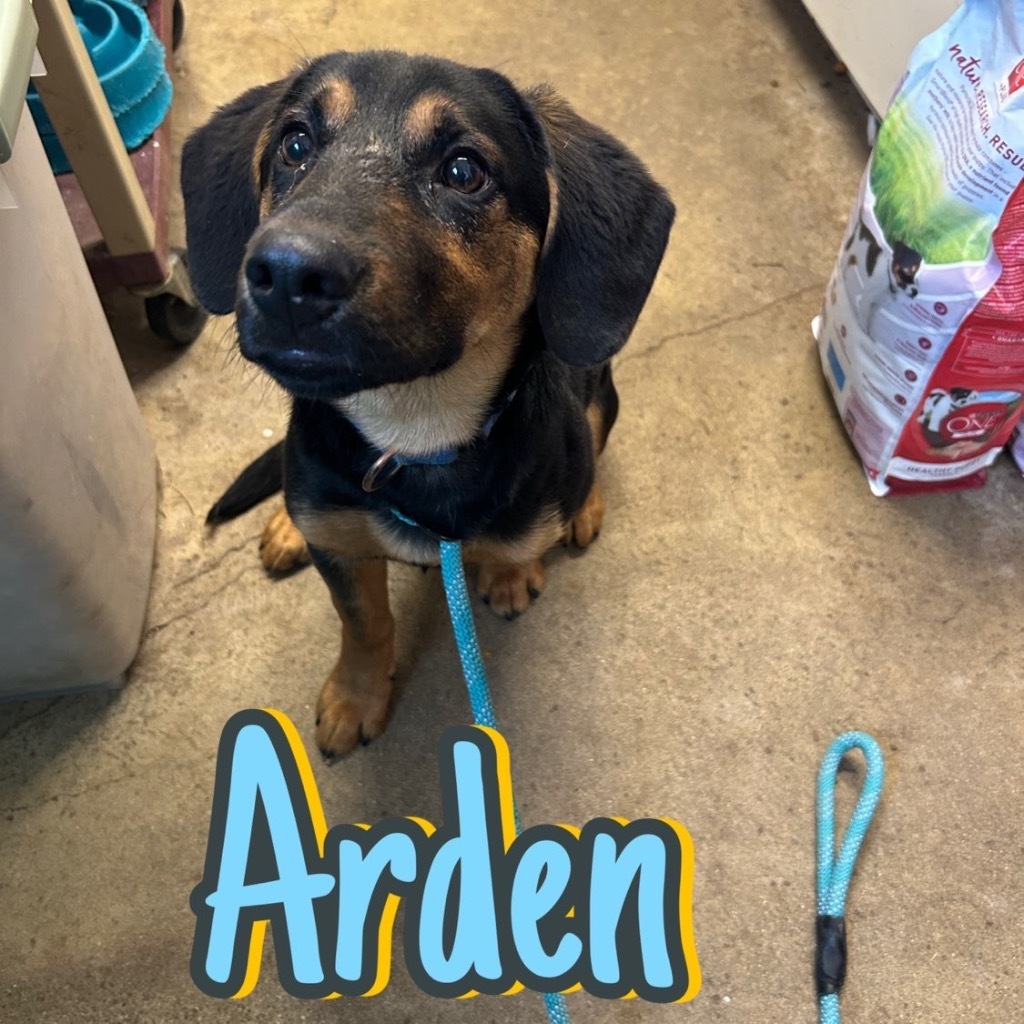 Arden